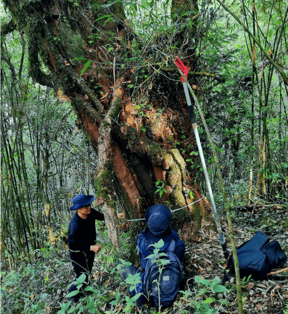 树龄或超1000年！云南发现一株野生喜马拉雅红豆杉-第2张图片-太平洋在线下载