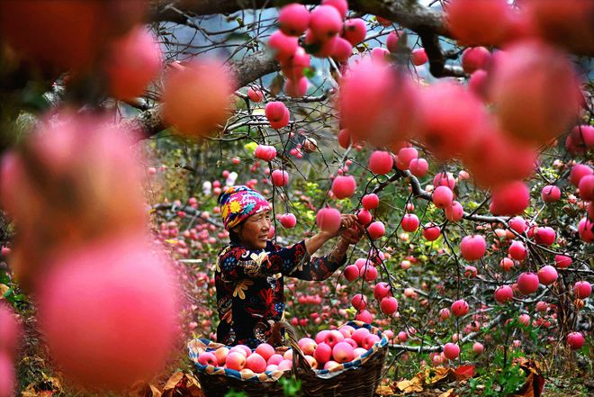 沂源的苹果采摘的新闻沂源红富士苹果最新价格