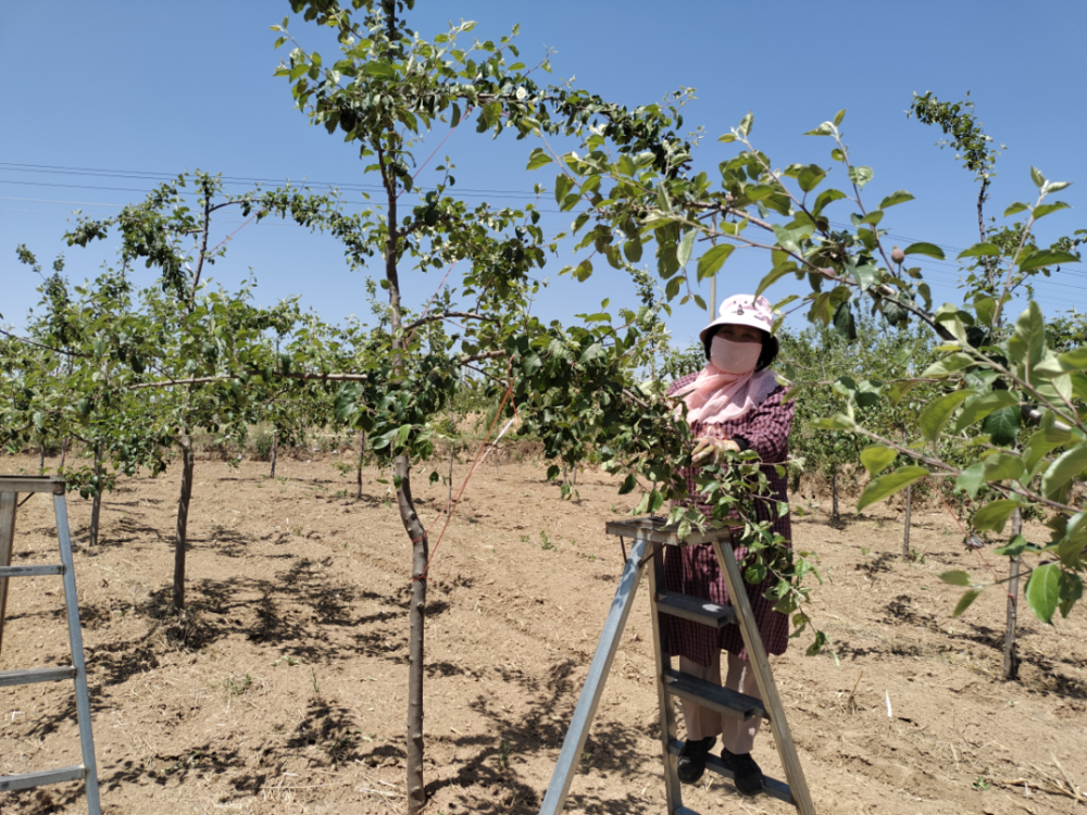 凤翔苹果园新闻苹果价格表今日价格