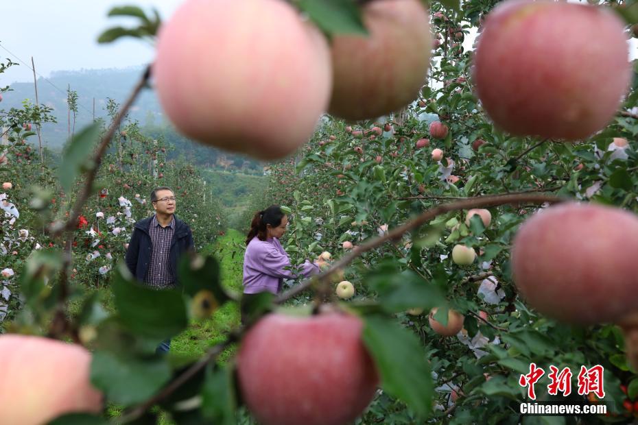 苹果农民致富新闻2024每日新闻摘抄1月29日