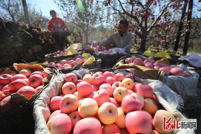 苹果农民致富新闻2024每日新闻摘抄1月29日-第2张图片-太平洋在线下载