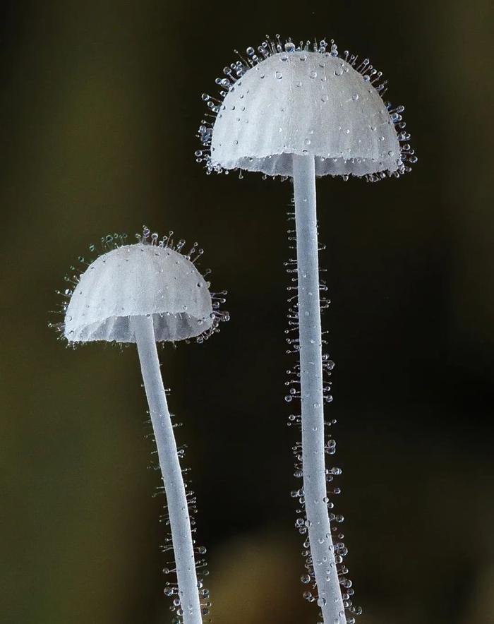 小蘑菇夹手机版下载采蘑菇单机手机版下载