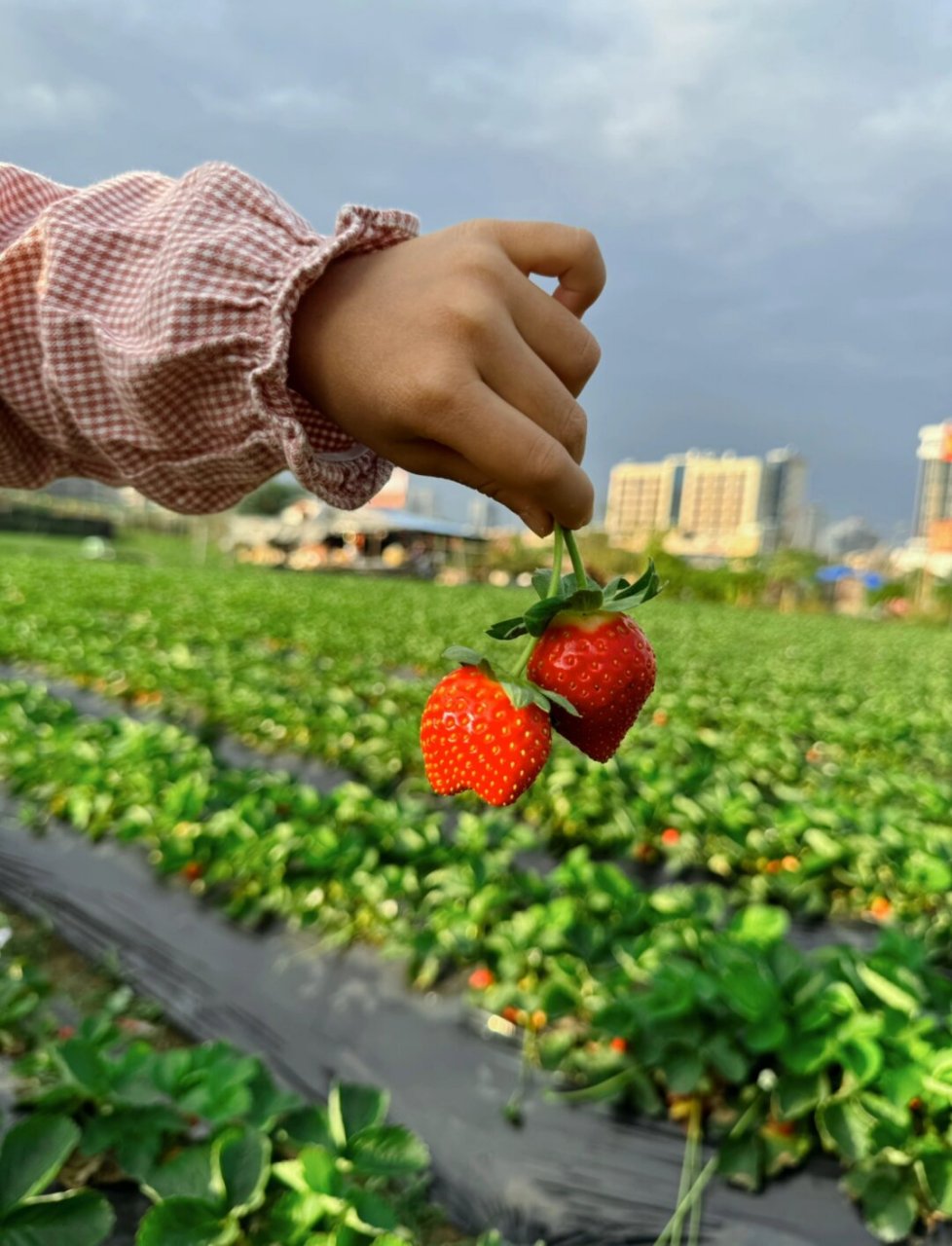 摘草莓攻略苹果版仙剑98苹果版攻略-第2张图片-太平洋在线下载