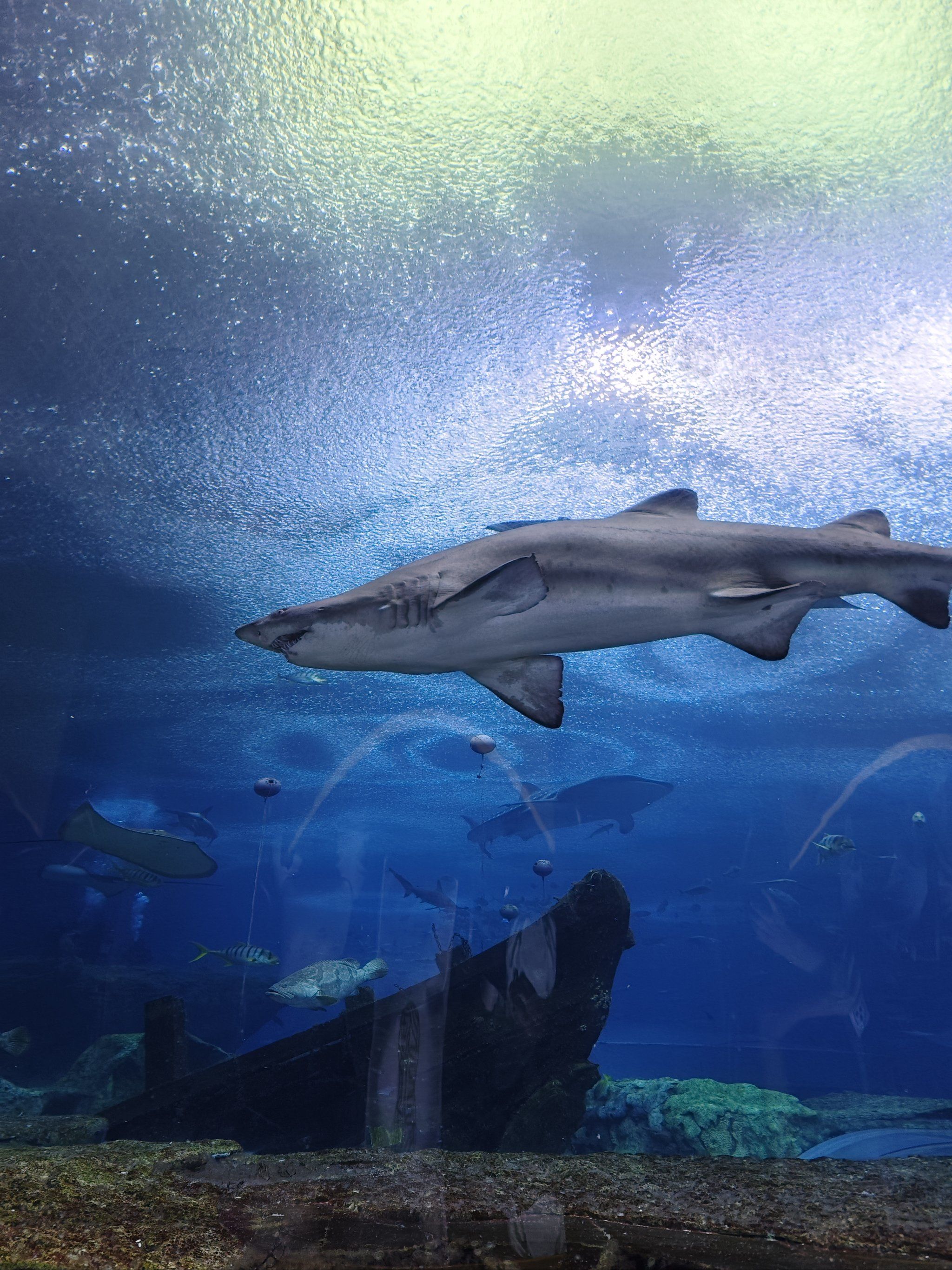 包含海底鲨鱼屏保破解版安卓的词条