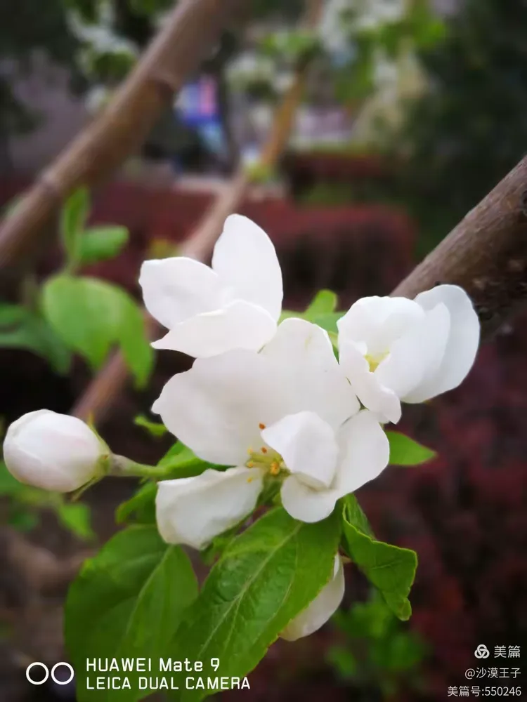 桃花苹果版破解版(桃花app苹果手机能装吗)-第4张图片-QuickQ官网