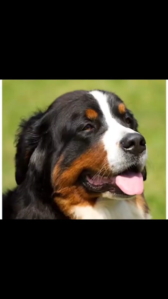 晴天小狗1手机版(晴天小狗手机版宠物养成v1256)-第3张图片-QuickQ官网