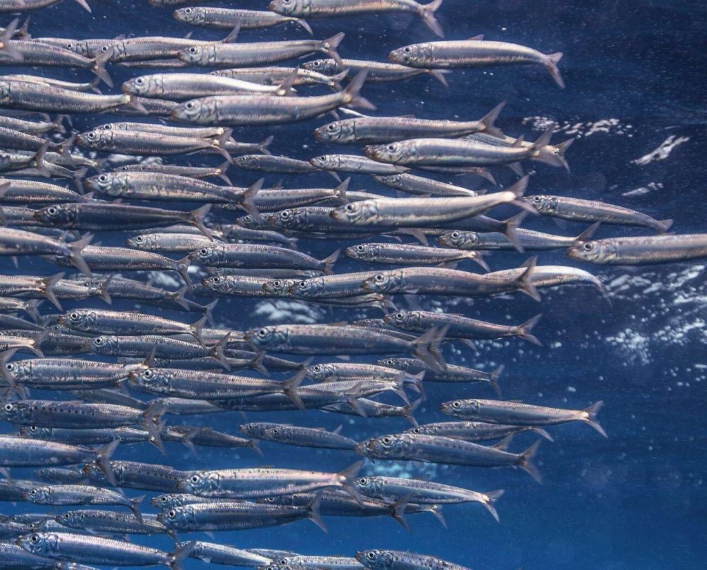 沙丁鱼星球手机版(沙丁鱼星球下载)-第4张图片-QuickQ官网