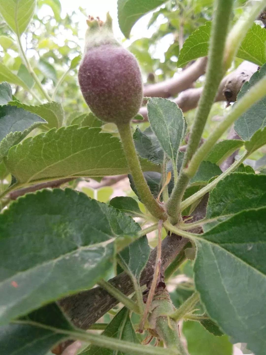 苹果钙版(苹果钙和碳酸钙)-第1张图片-QuickQ官网 苹果钙版(苹果钙和碳酸钙)-第1张图片-QuickQ官网